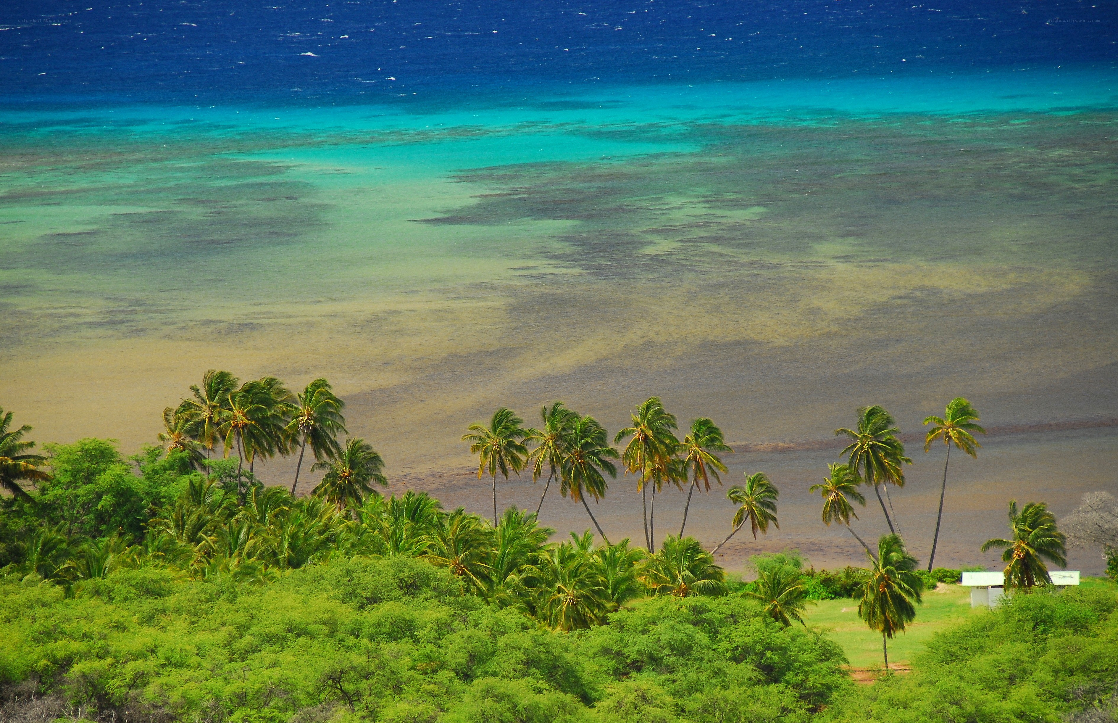 tropical beach with palm trees