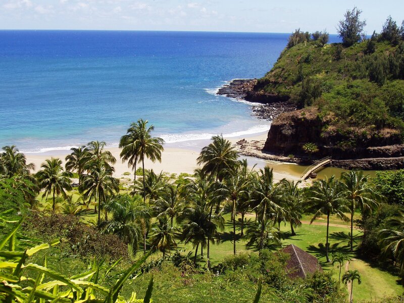 tropical beach with palm trees