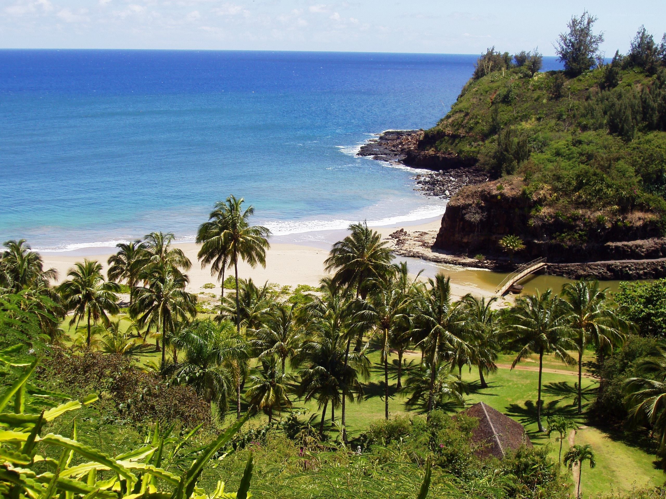 tropical beach with palm trees