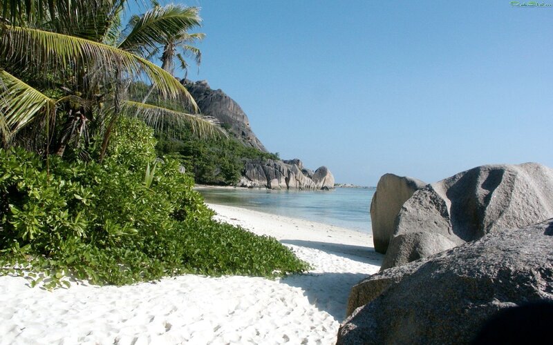 tropical beach with palm trees