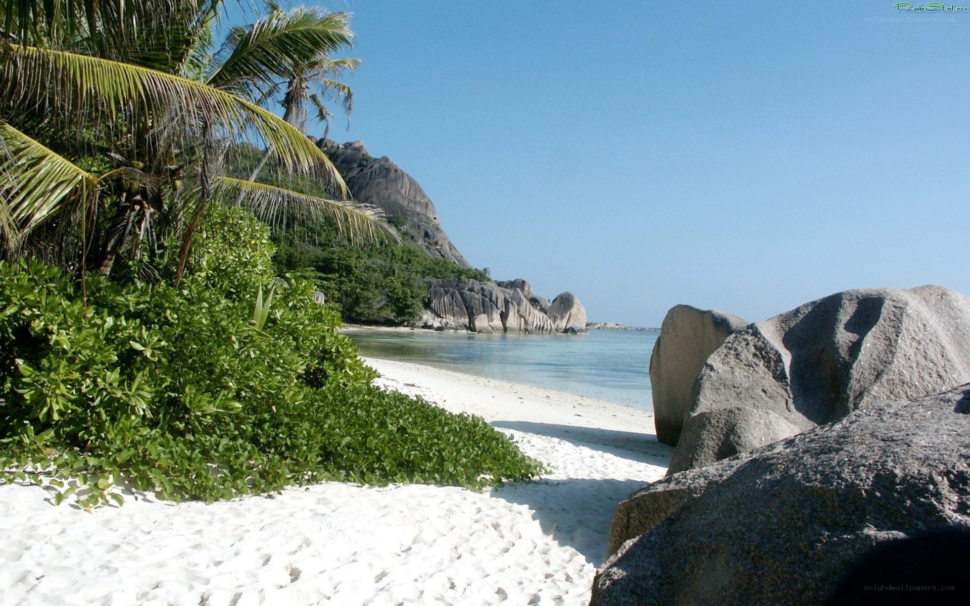 tropical beach with palm trees
