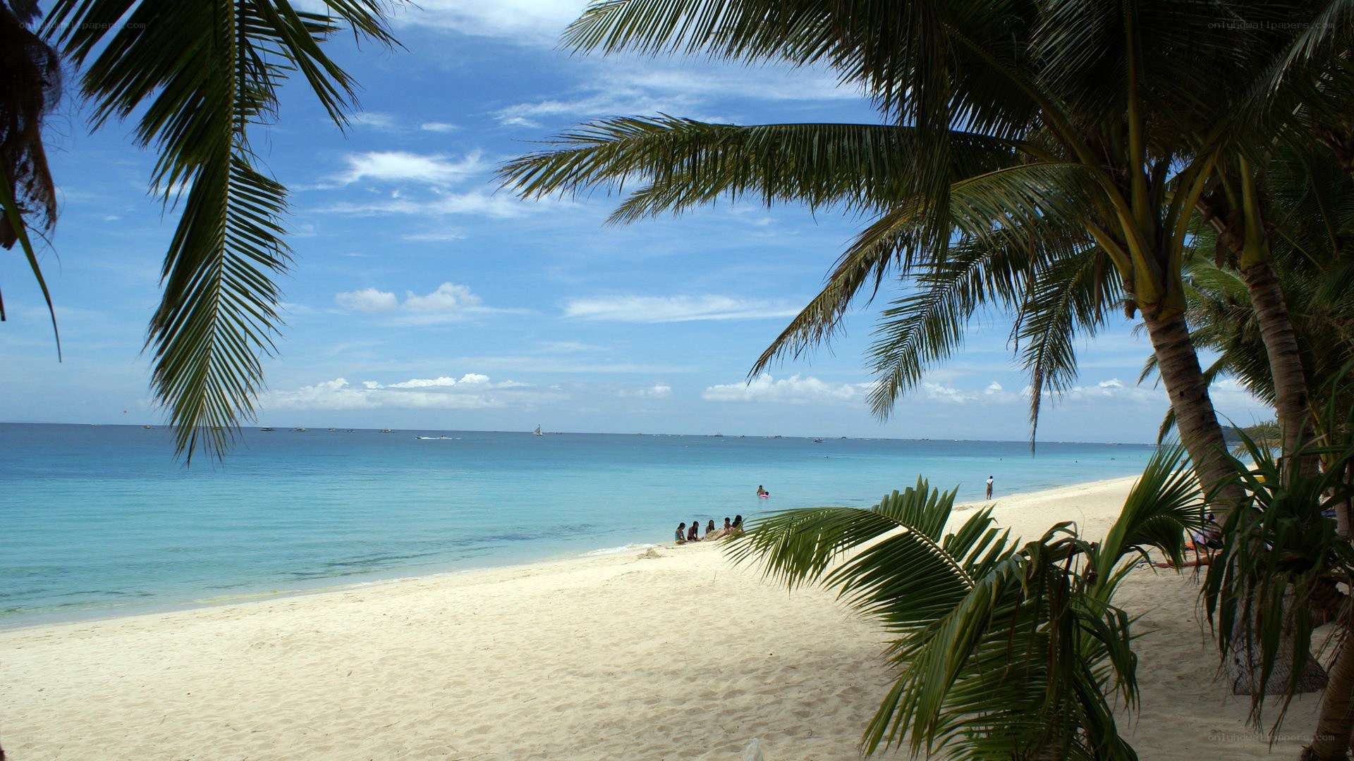 tropical beach with palm trees