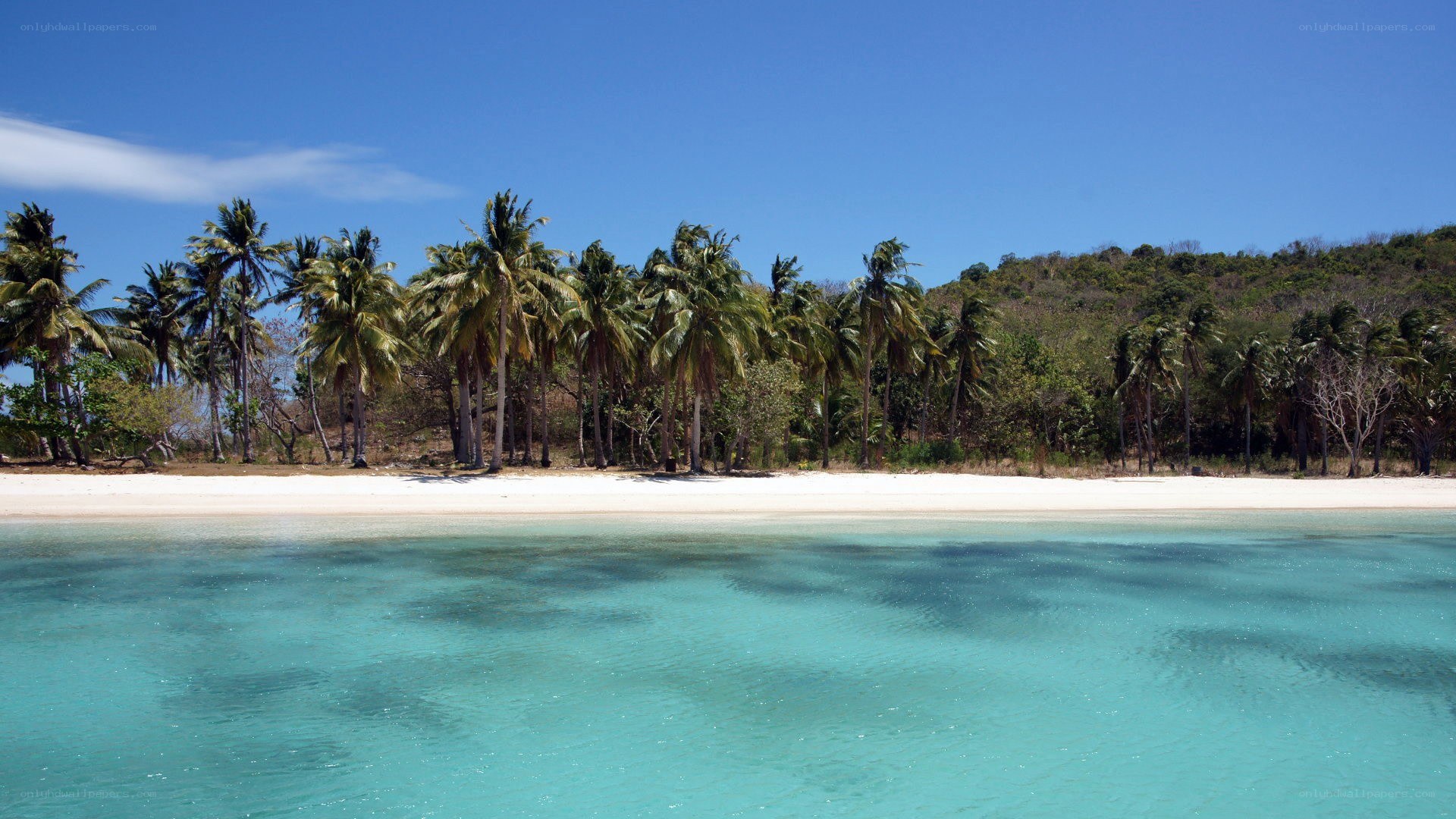 tropical beach with palm trees