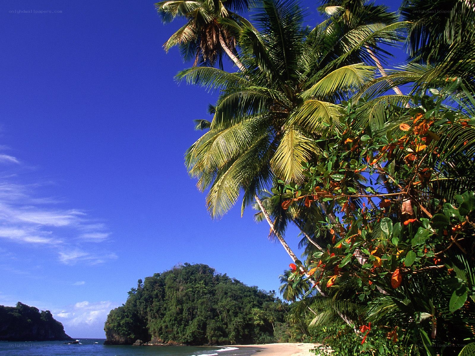 tropical beach with palm trees