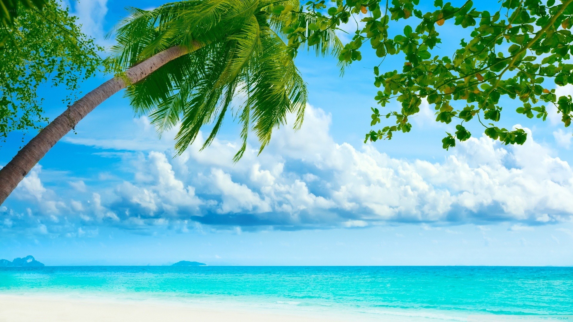 tropical beach with palm trees