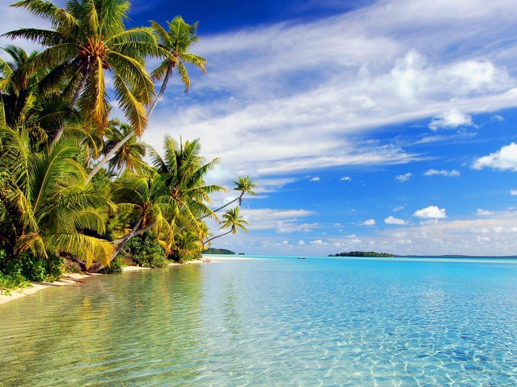 Tropical beach with palm trees