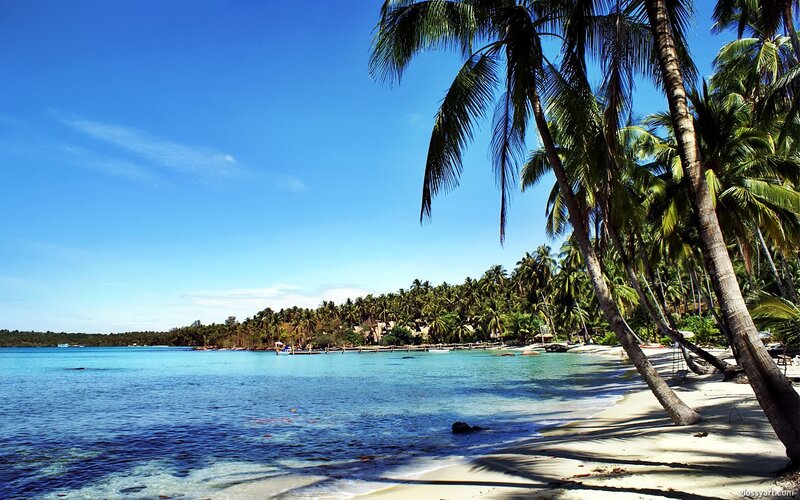 tropical beach with palm trees