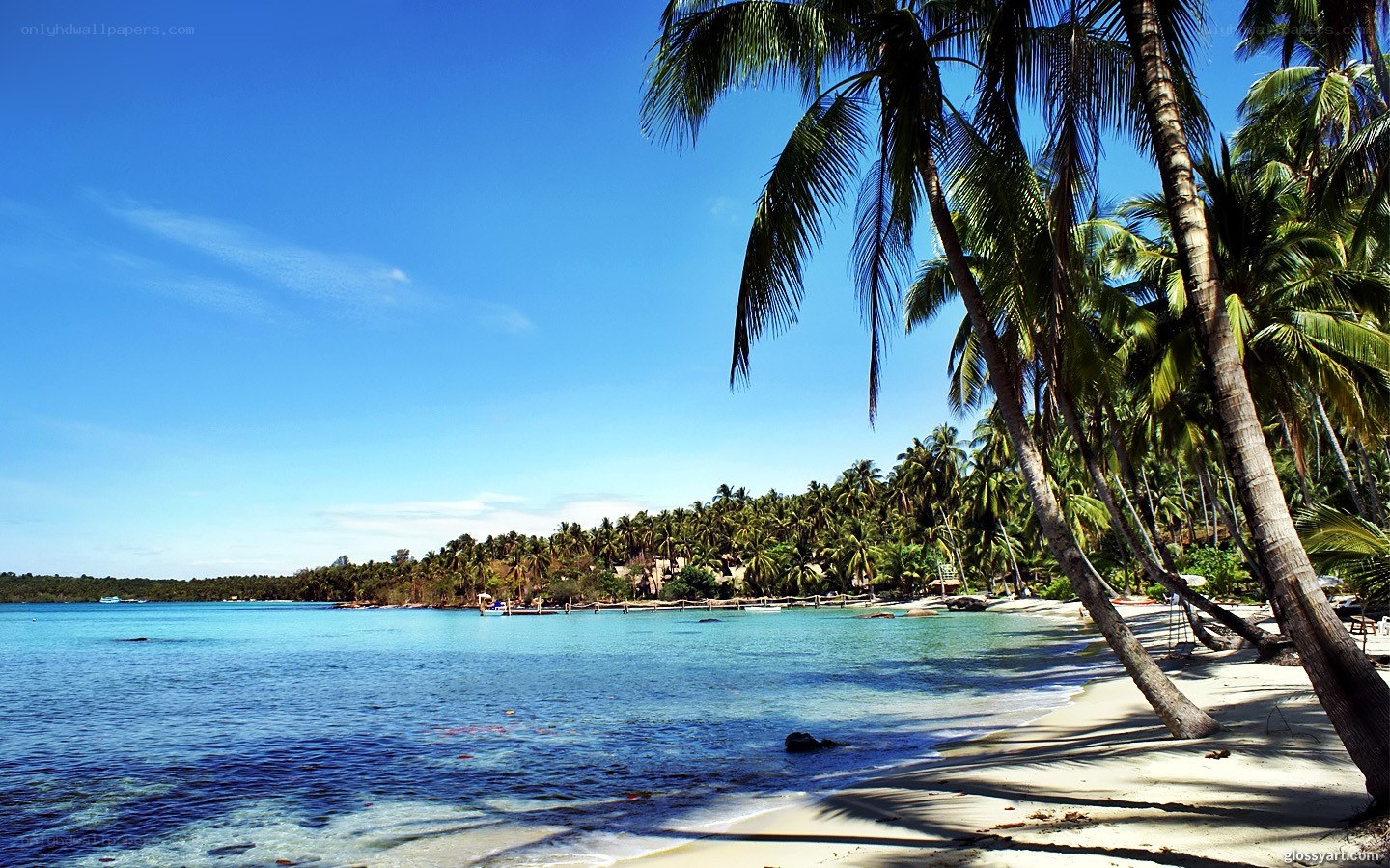 tropical beach with palm trees