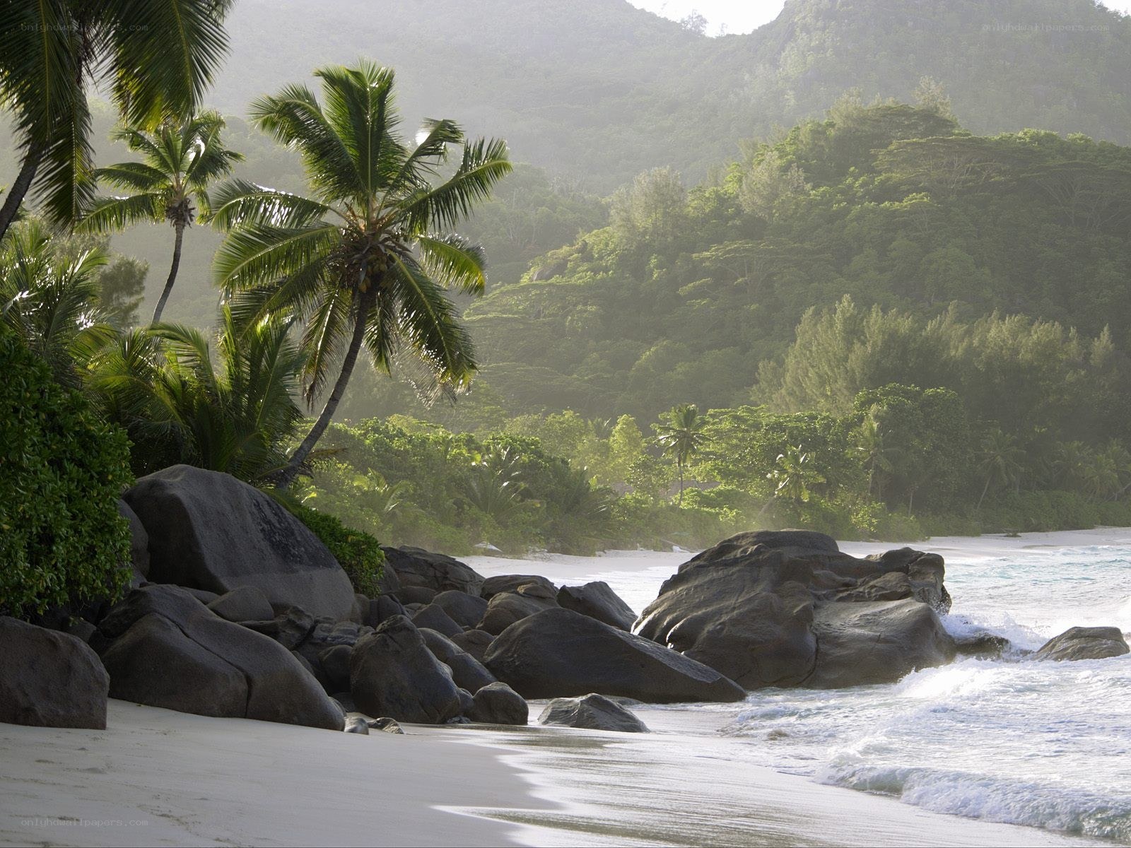 tropical beach with palm trees