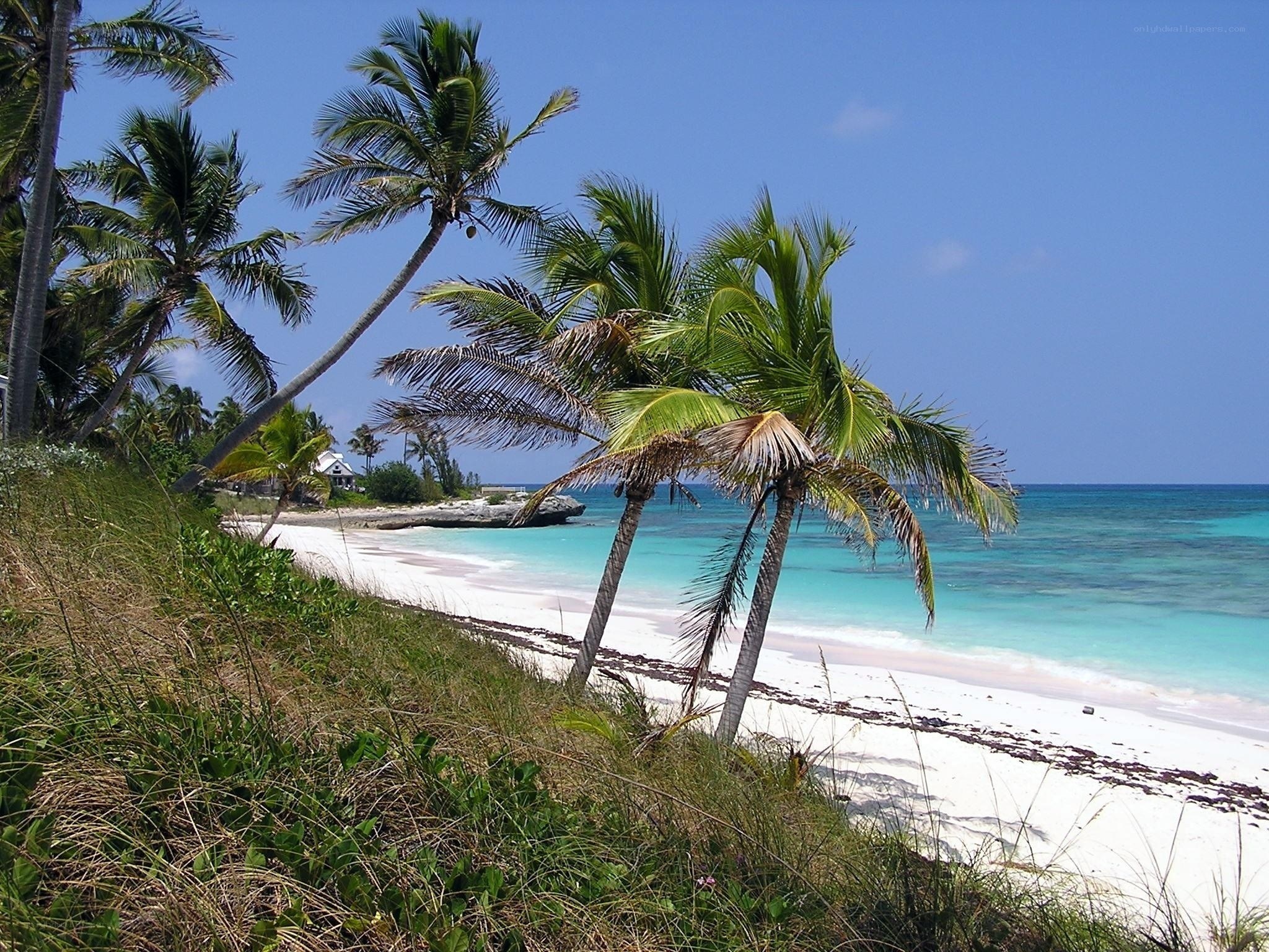 tropical beach with palm trees