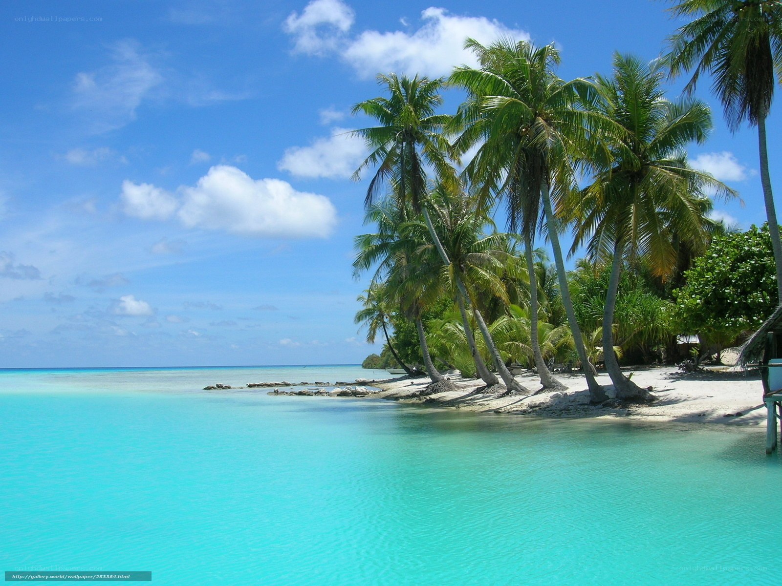 tropical beach with palm trees