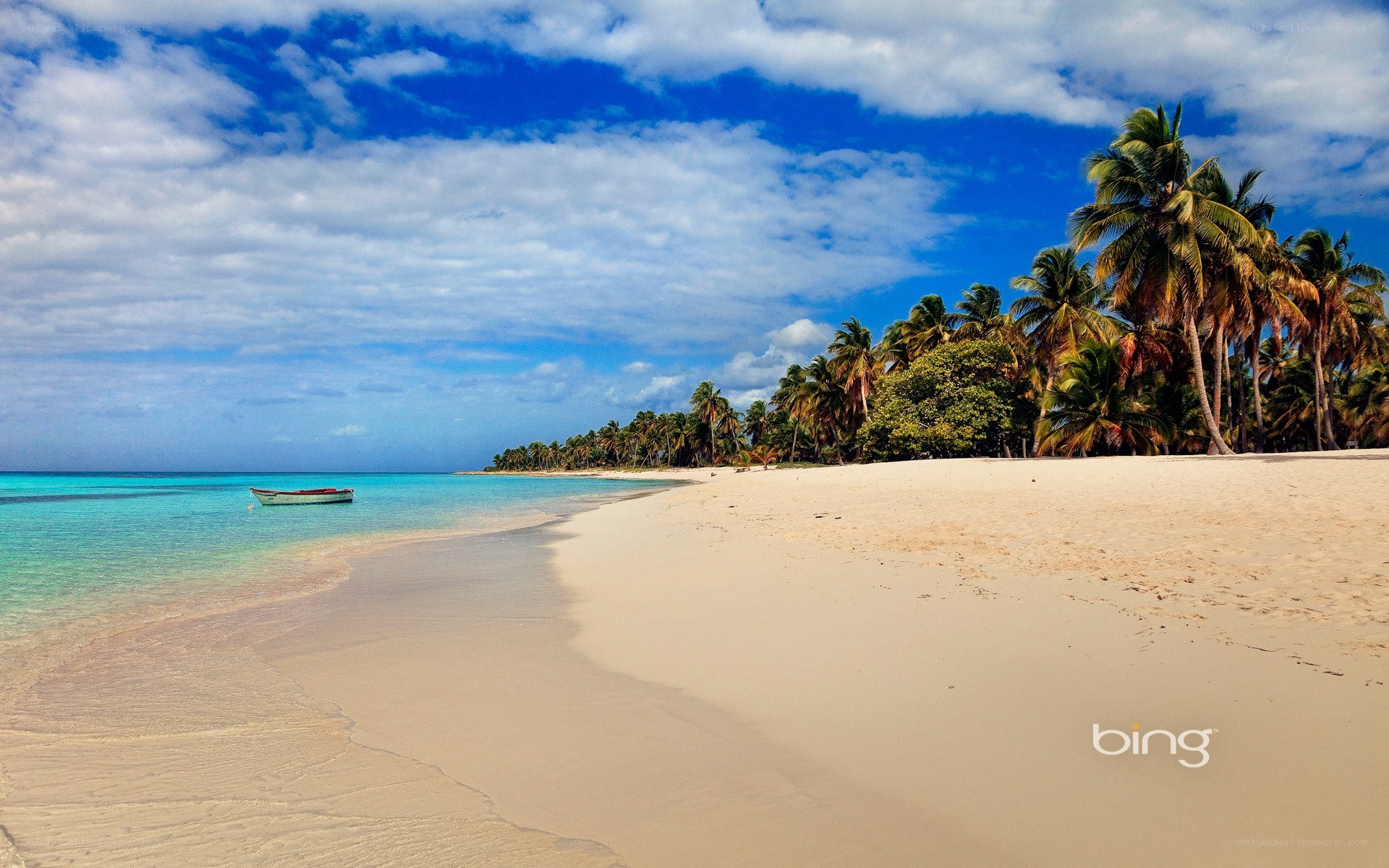 tropical beach with palm trees