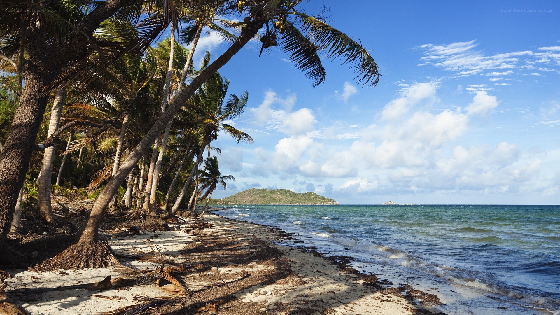tropical beach with palm trees