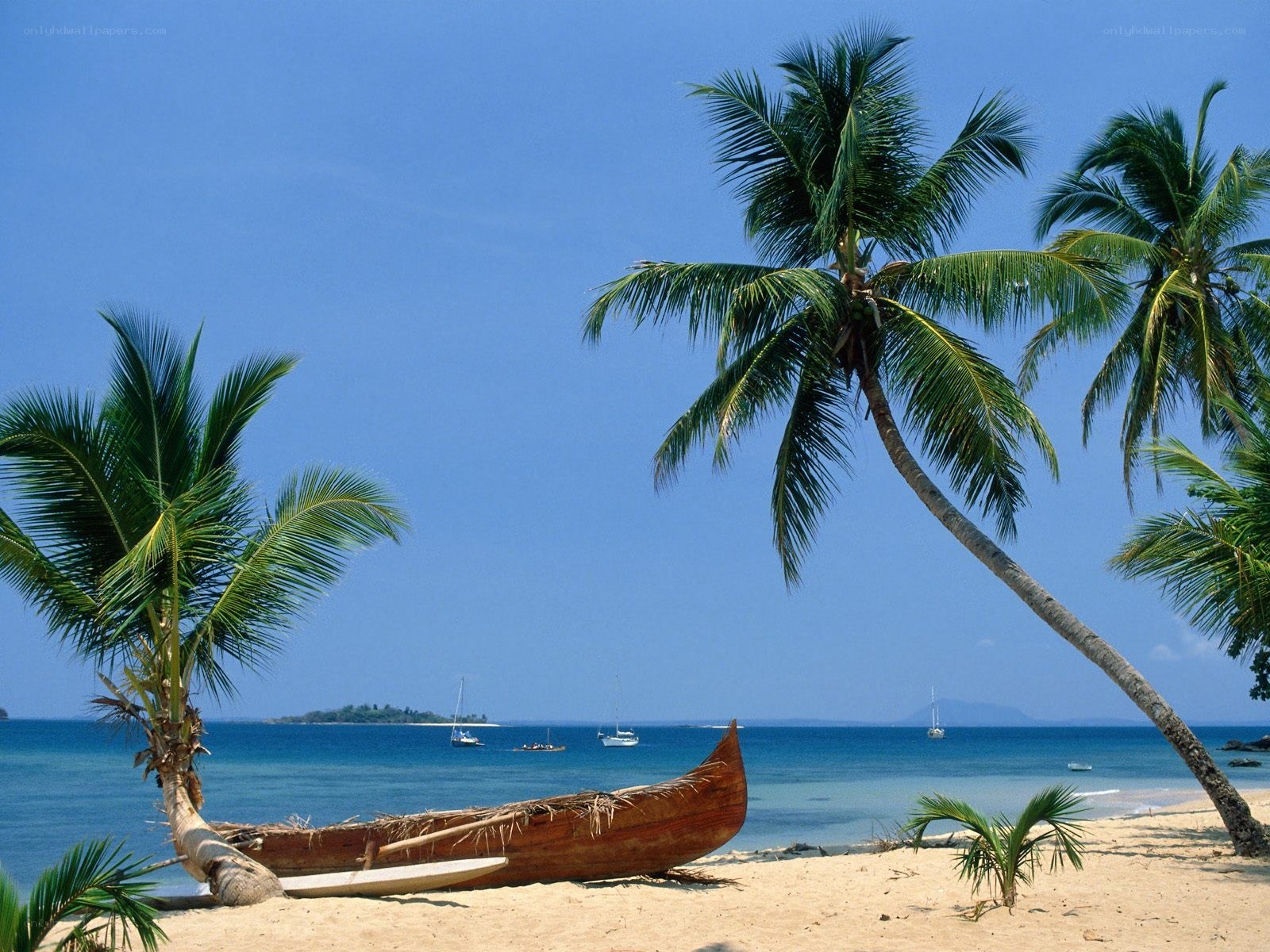 Tropical beach with palm trees