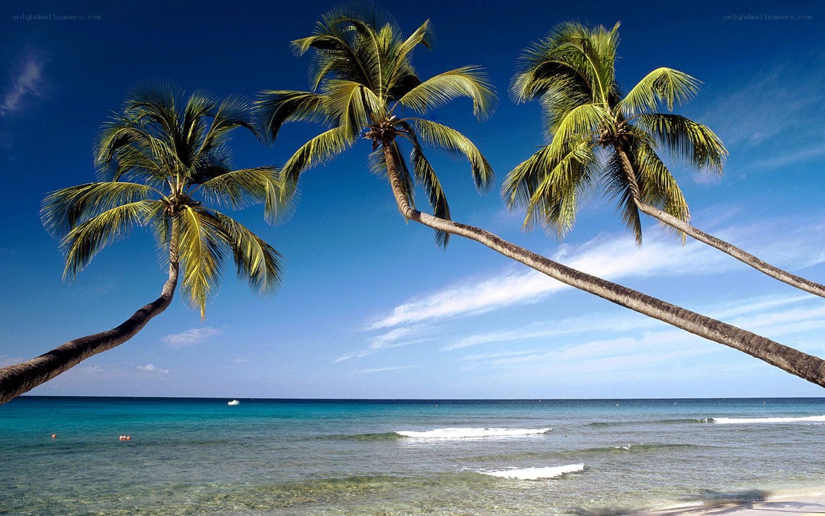Tropical beach with palm trees