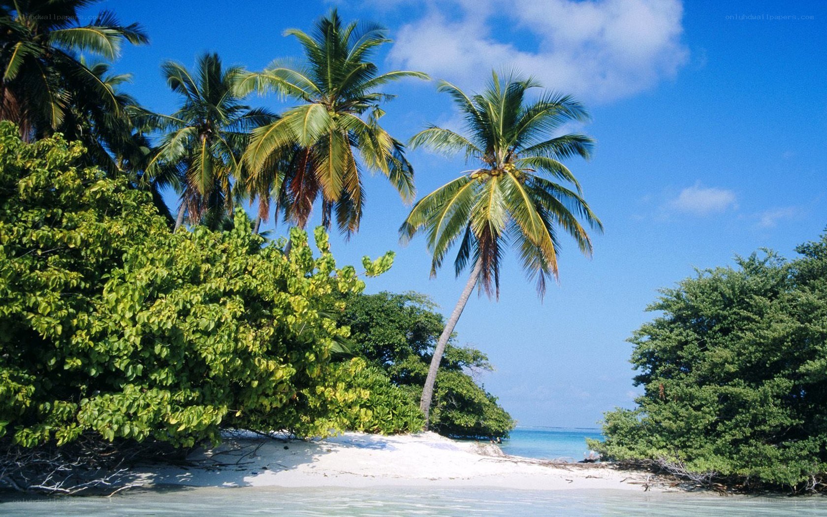 tropical beach with palm trees