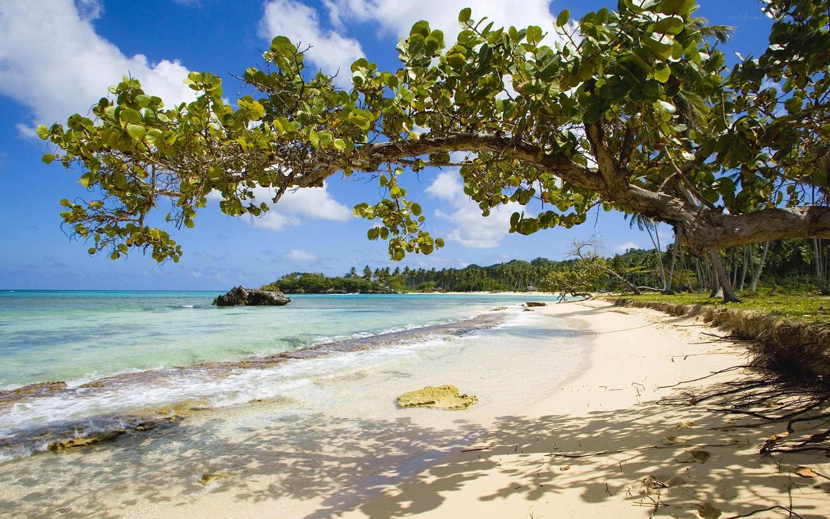 tropical beach with palm trees