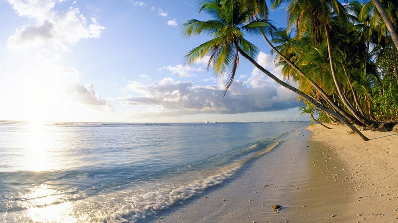 tropical beach with palm trees