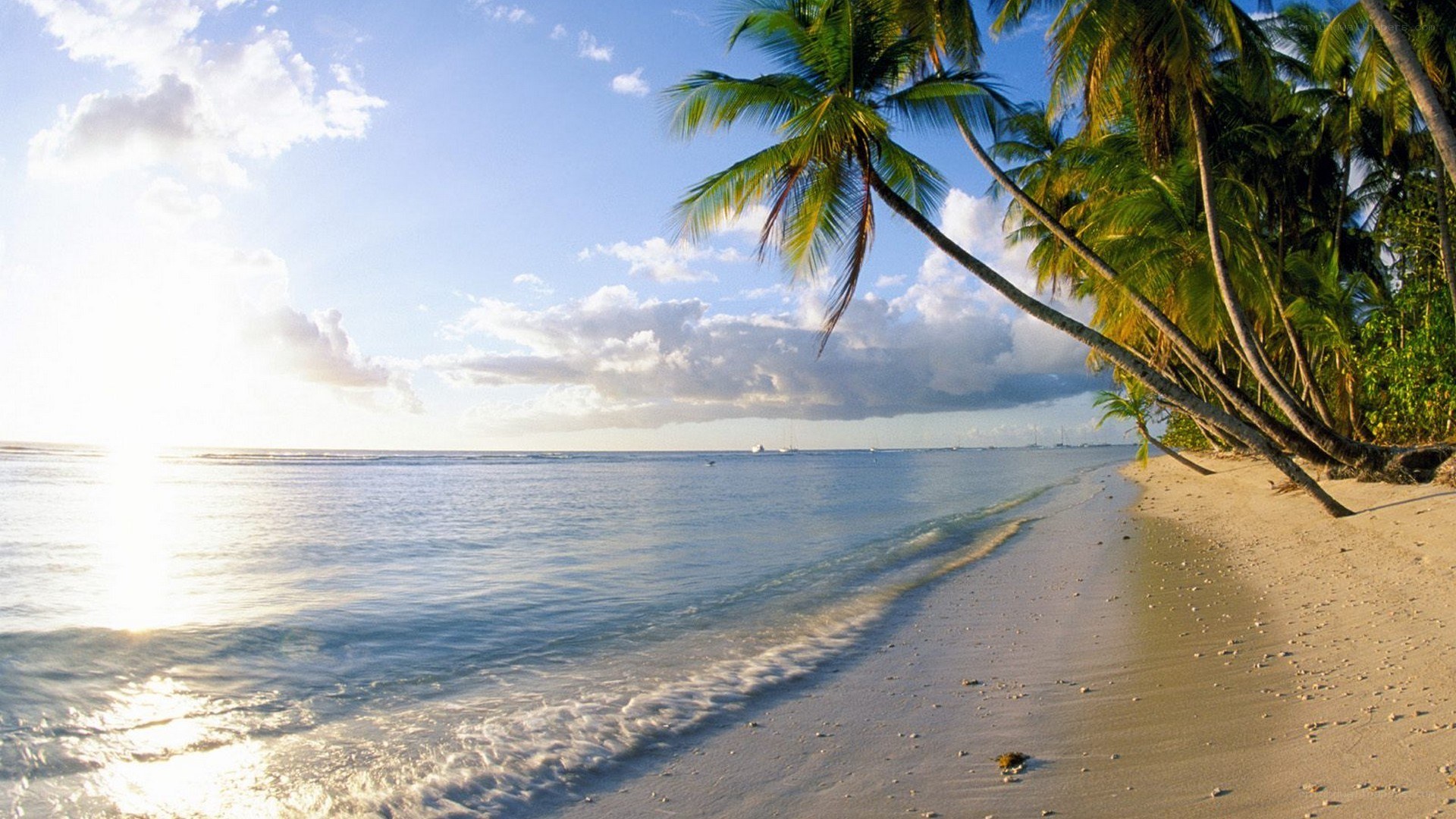 tropical beach with palm trees