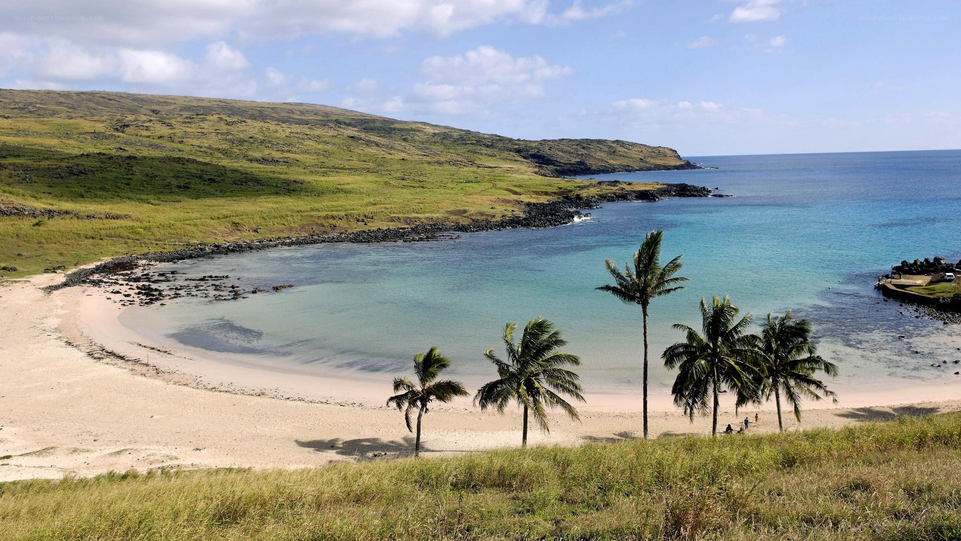 tropical beach with palm trees