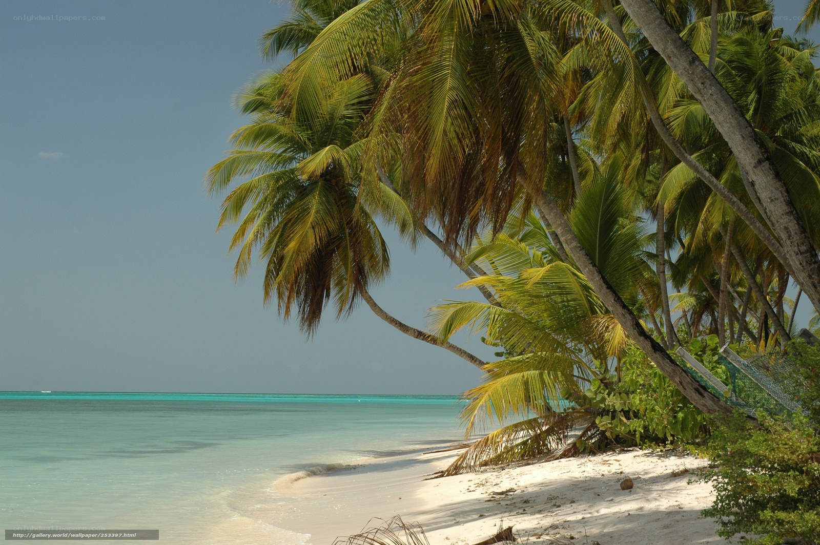 tropical beach with palm trees
