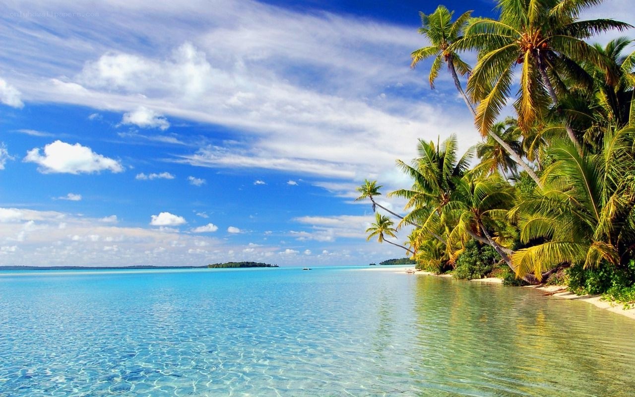 tropical beach with palm trees