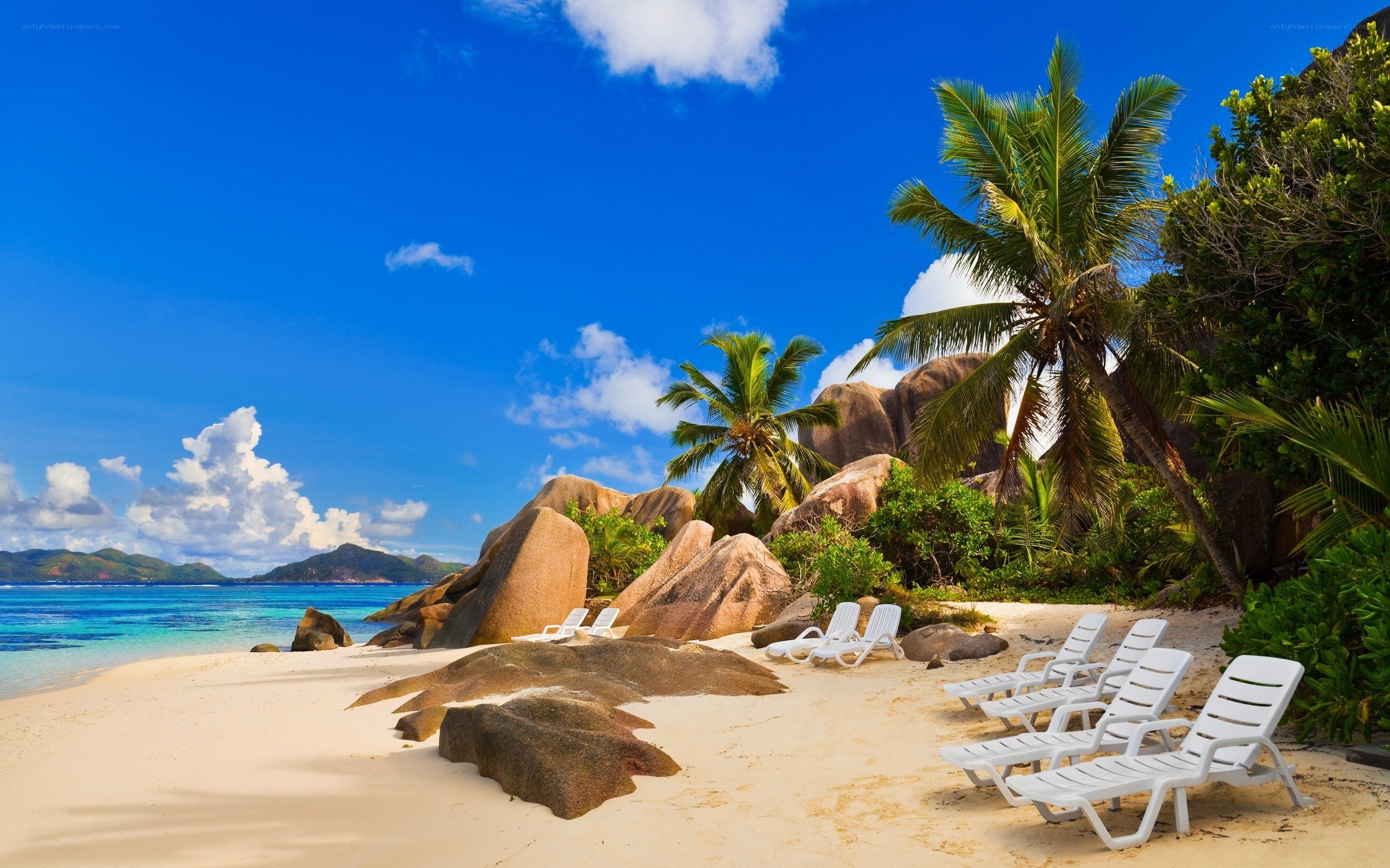 tropical beach with palm trees