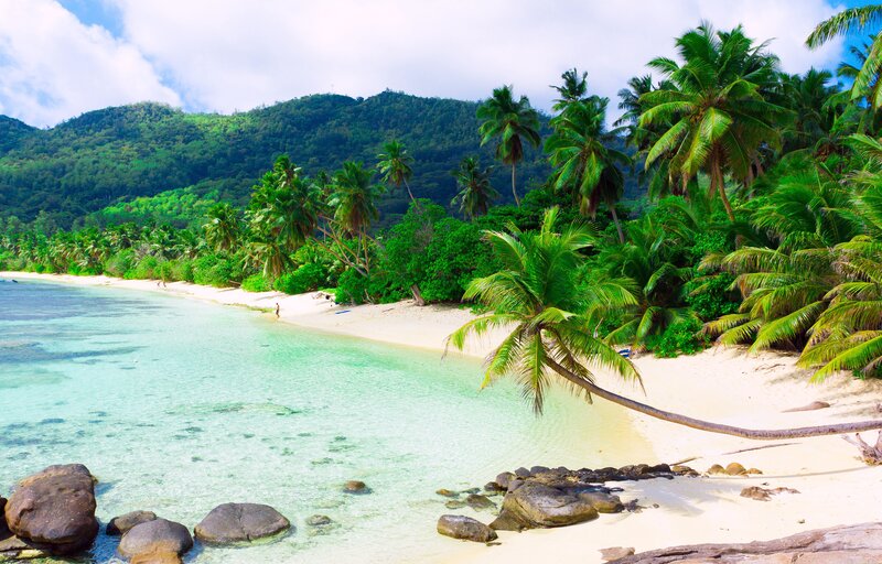 tropical beach with palm trees