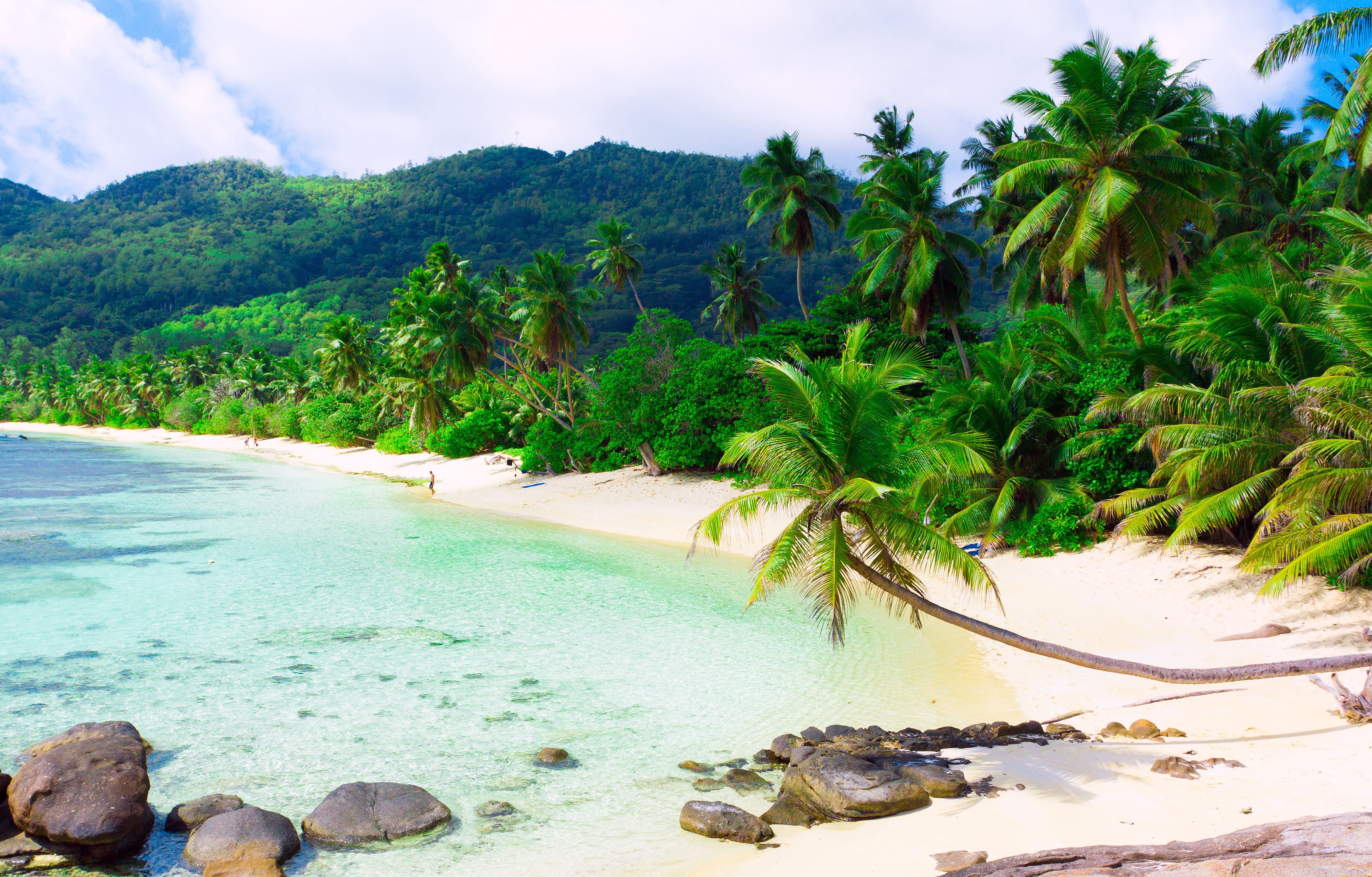 tropical beach with palm trees