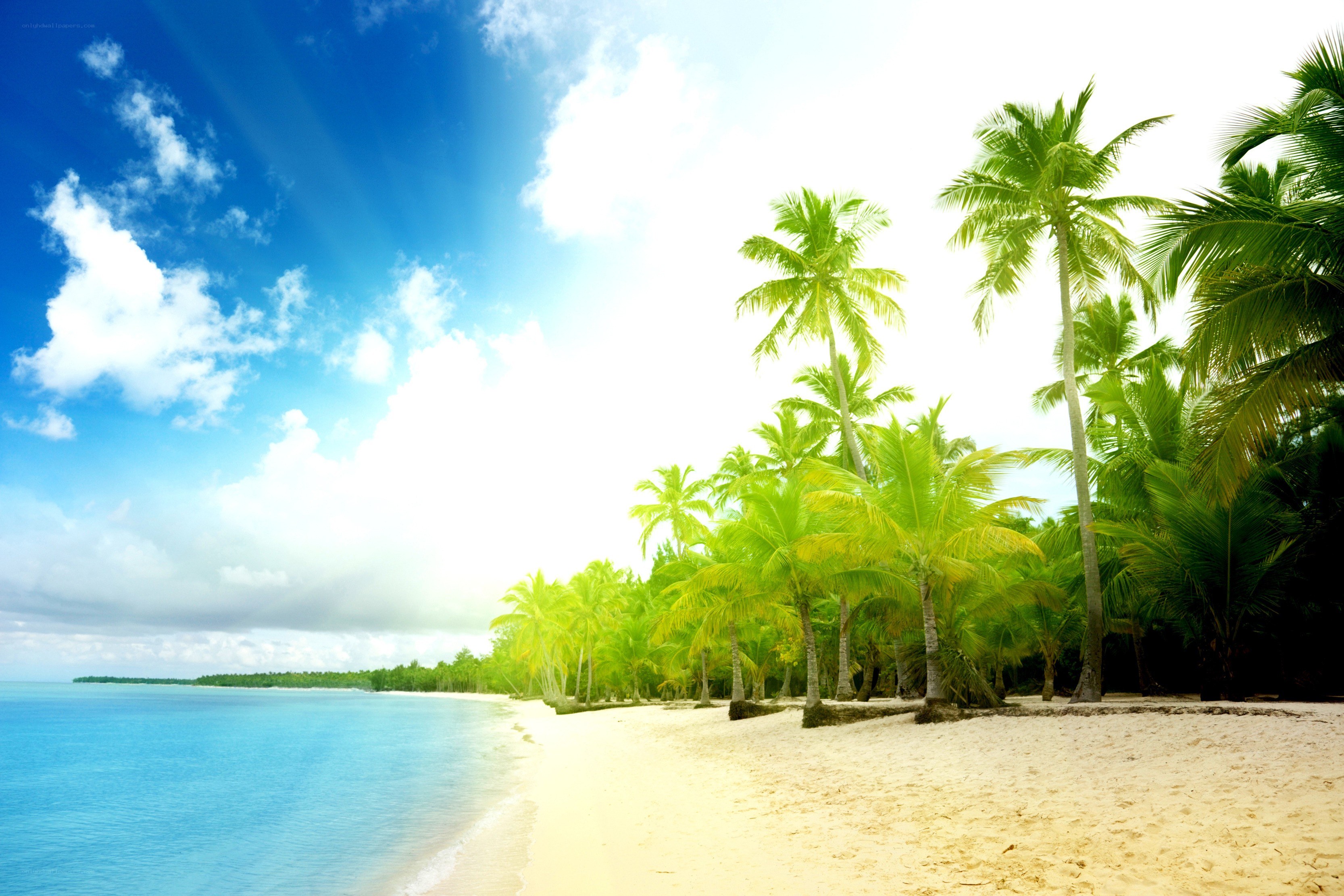 tropical beach with palm trees