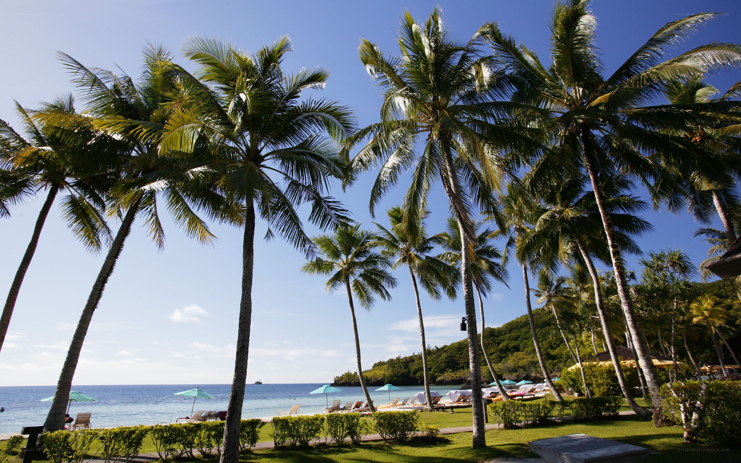 tropical beach with palm trees