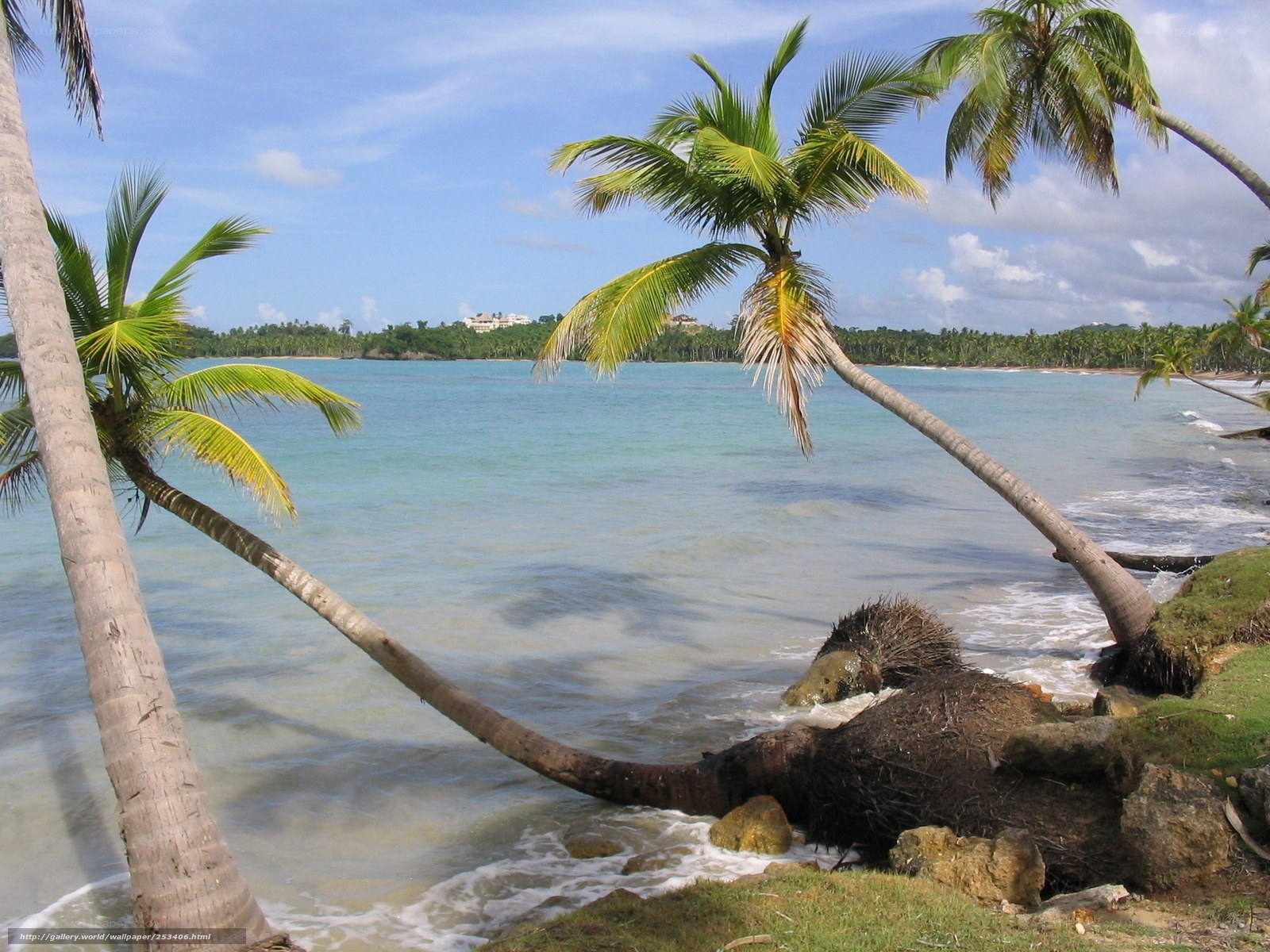 tropical beach with palm trees