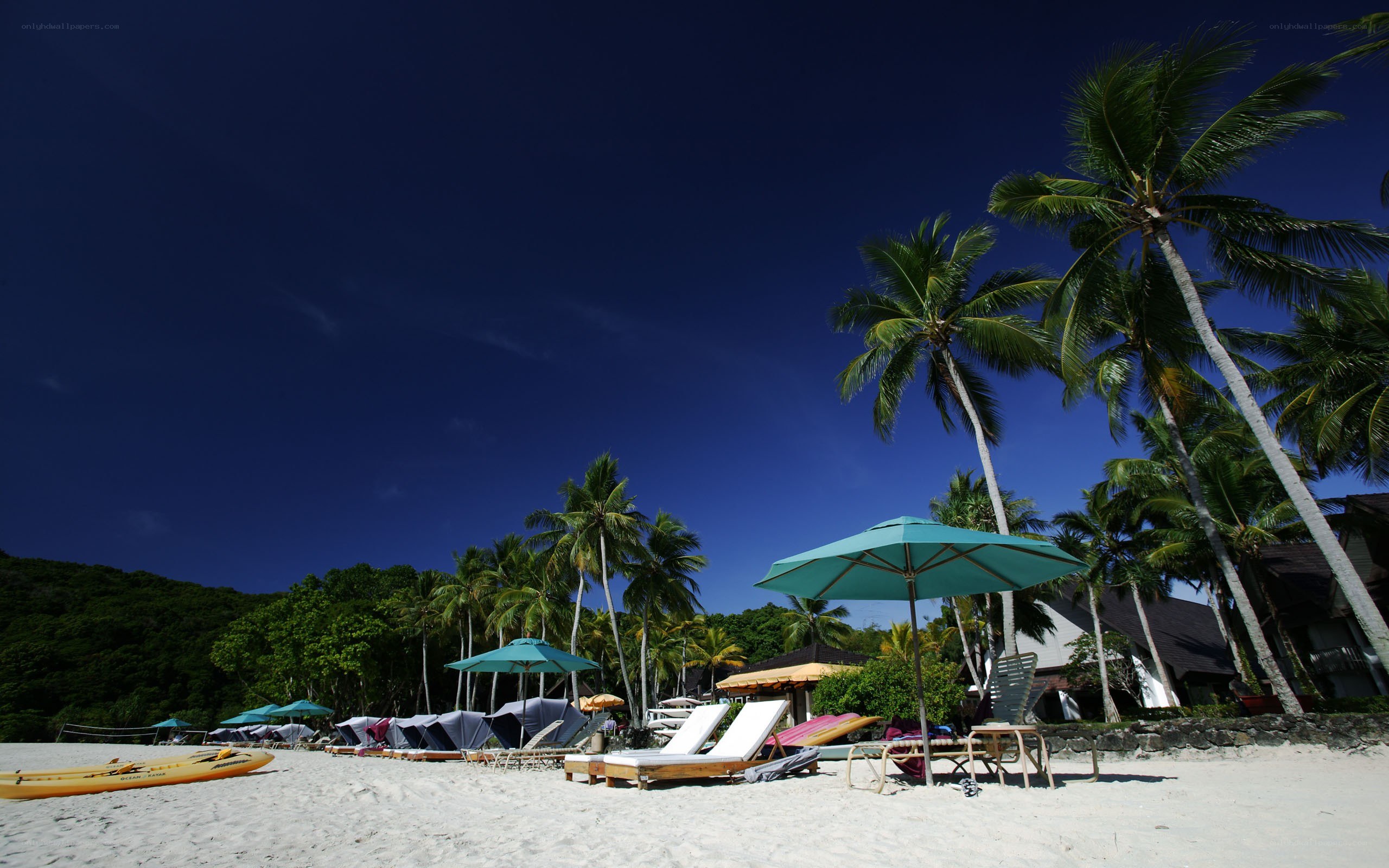 tropical beach with palm trees