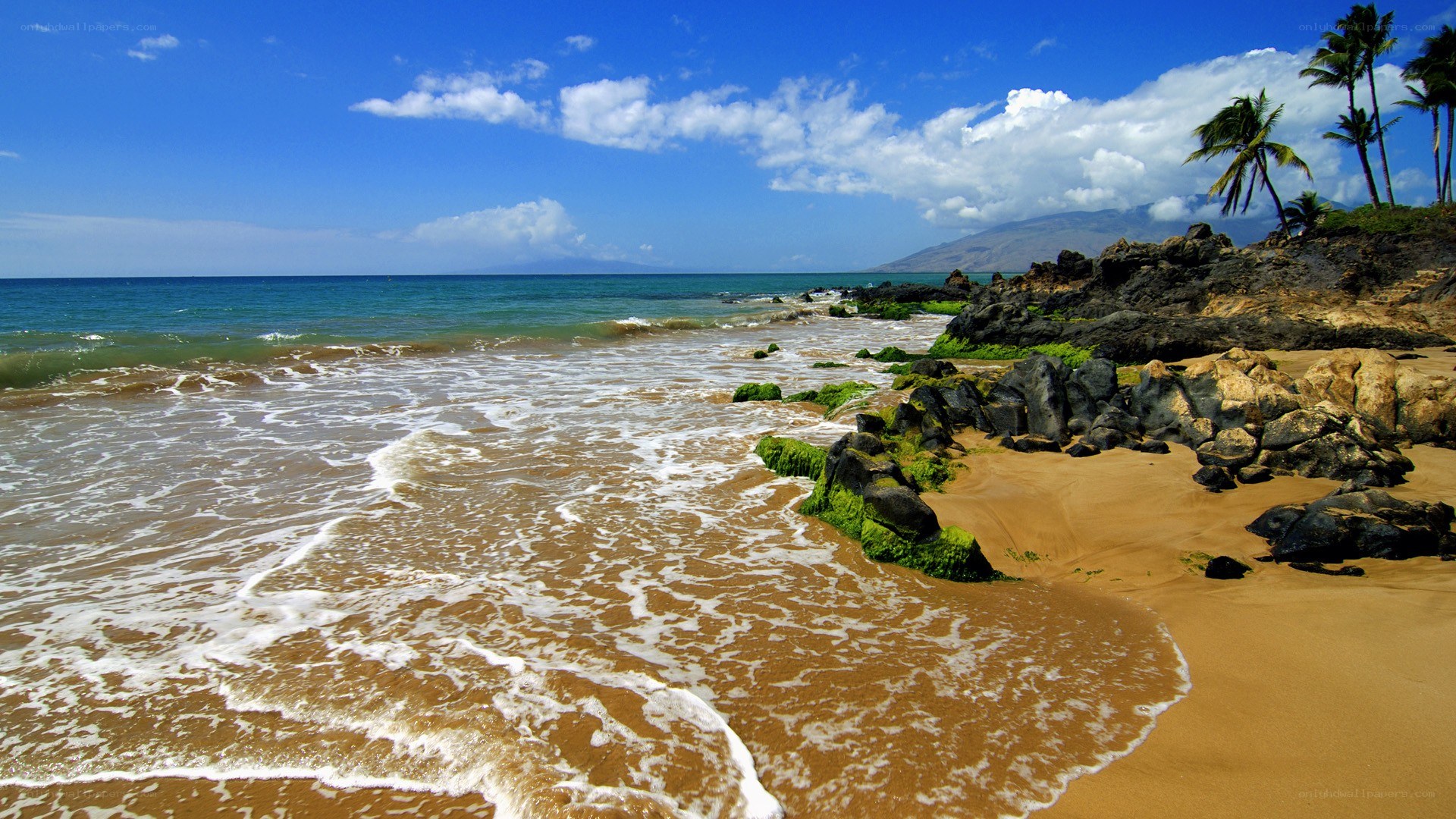 tropical beach with palm trees