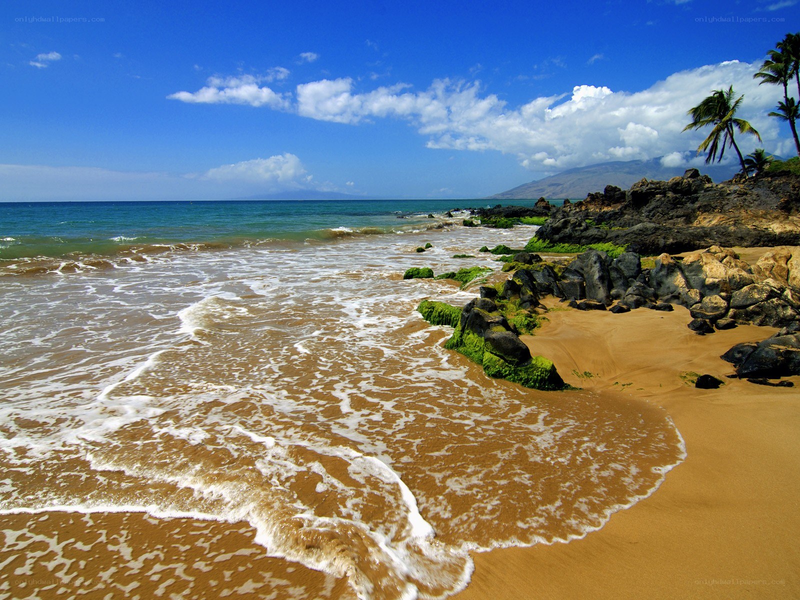 tropical beach with palm trees