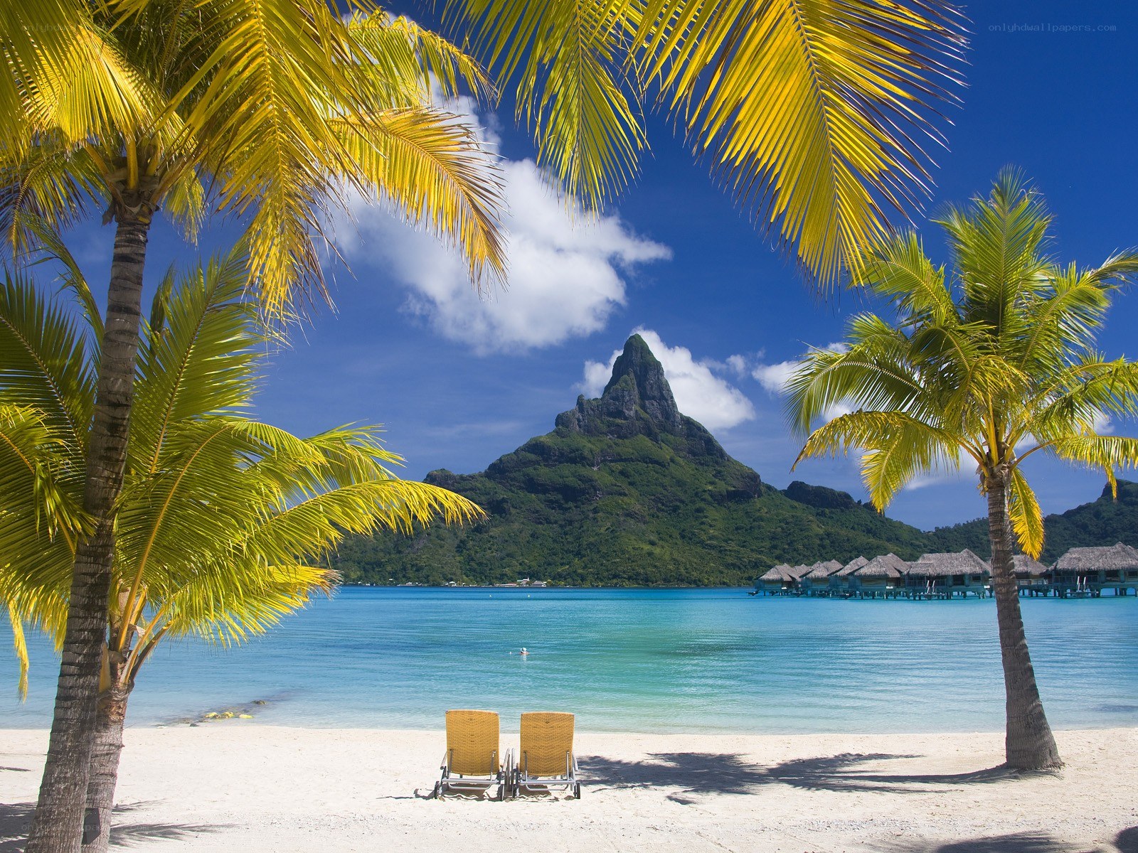 Tropical beach with palm trees