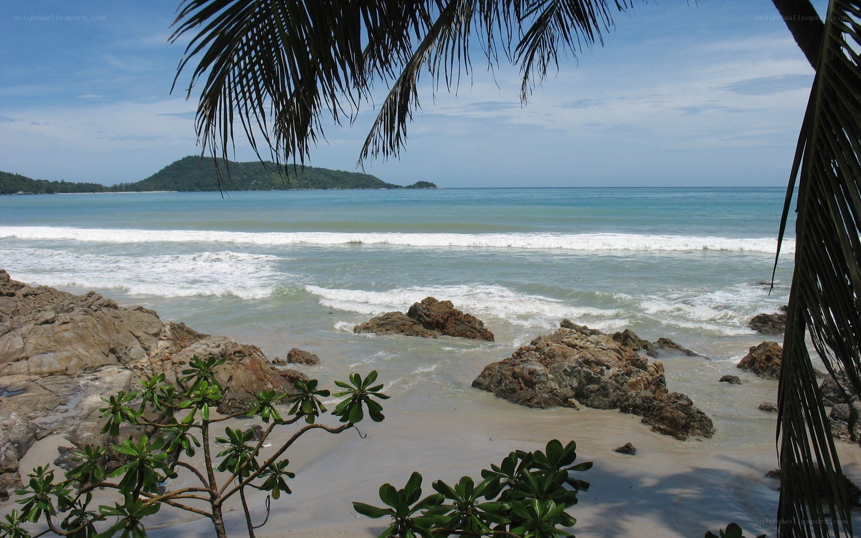 tropical beach with palm trees