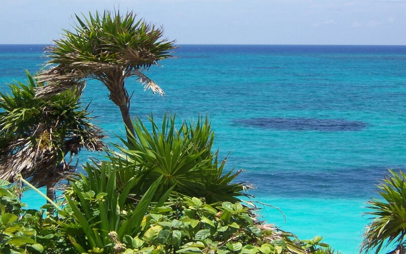 tropical beach with palm trees