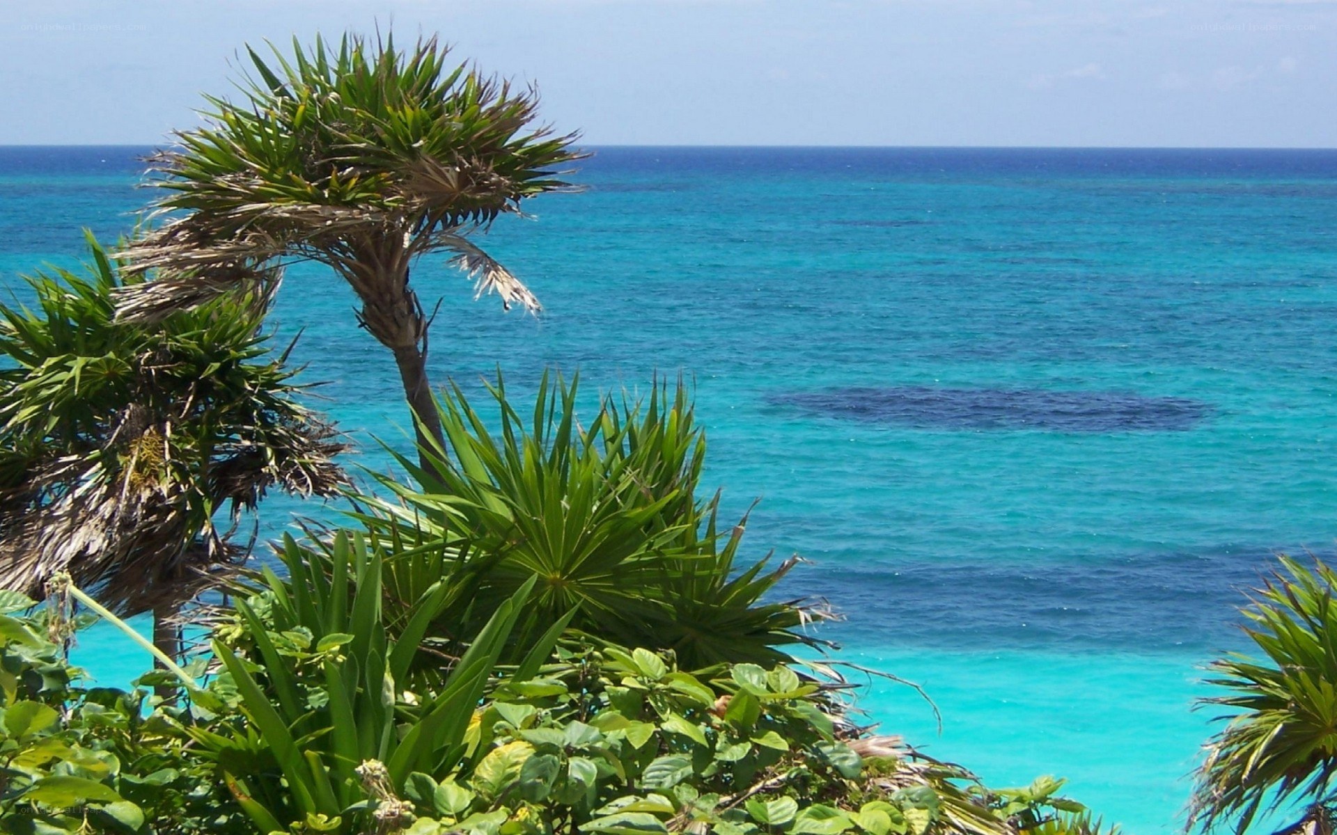 tropical beach with palm trees