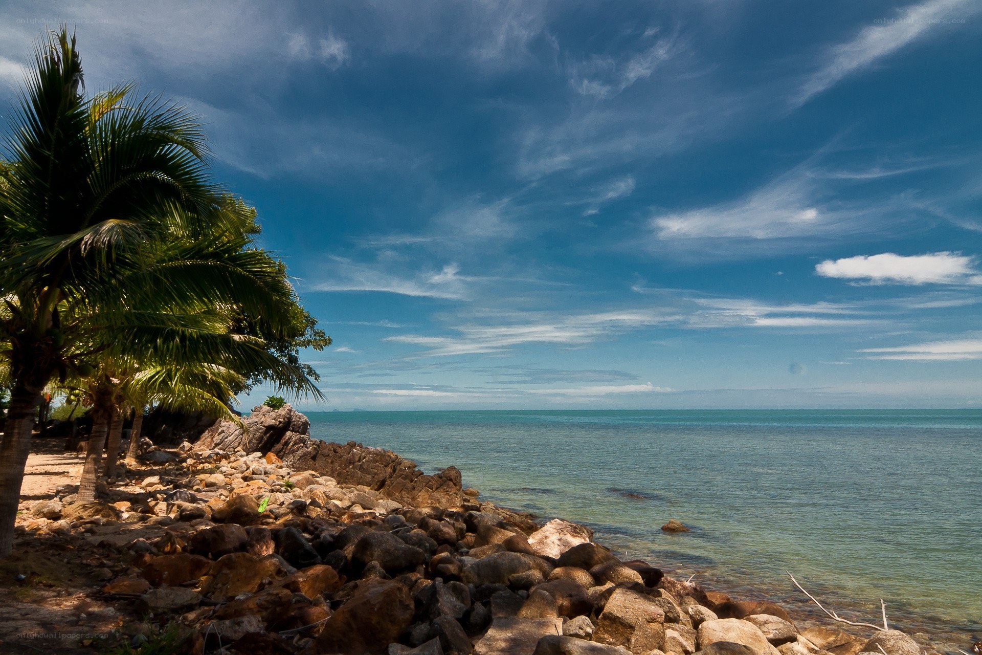 tropical beach with palm trees