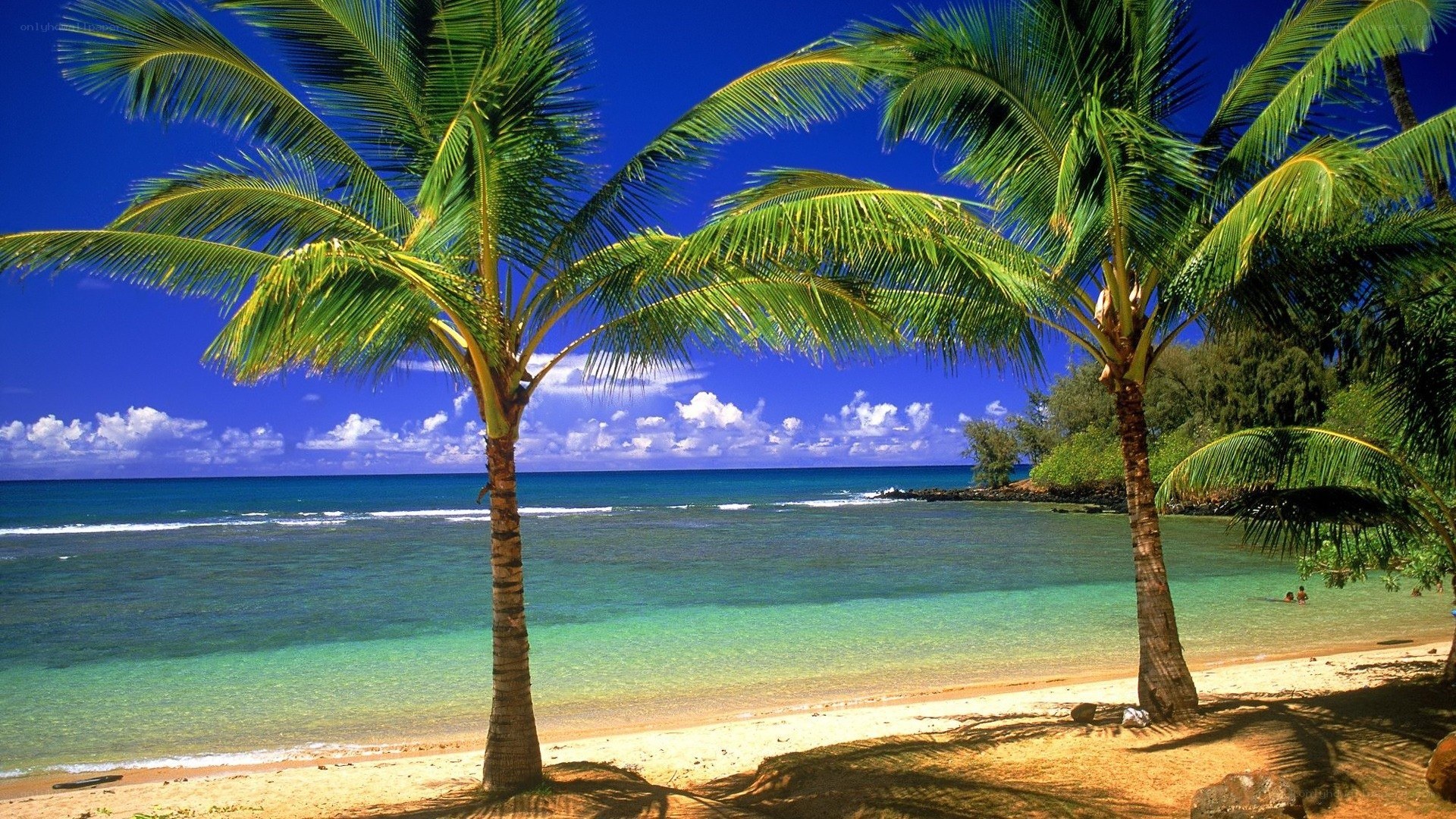 tropical beach with palm trees