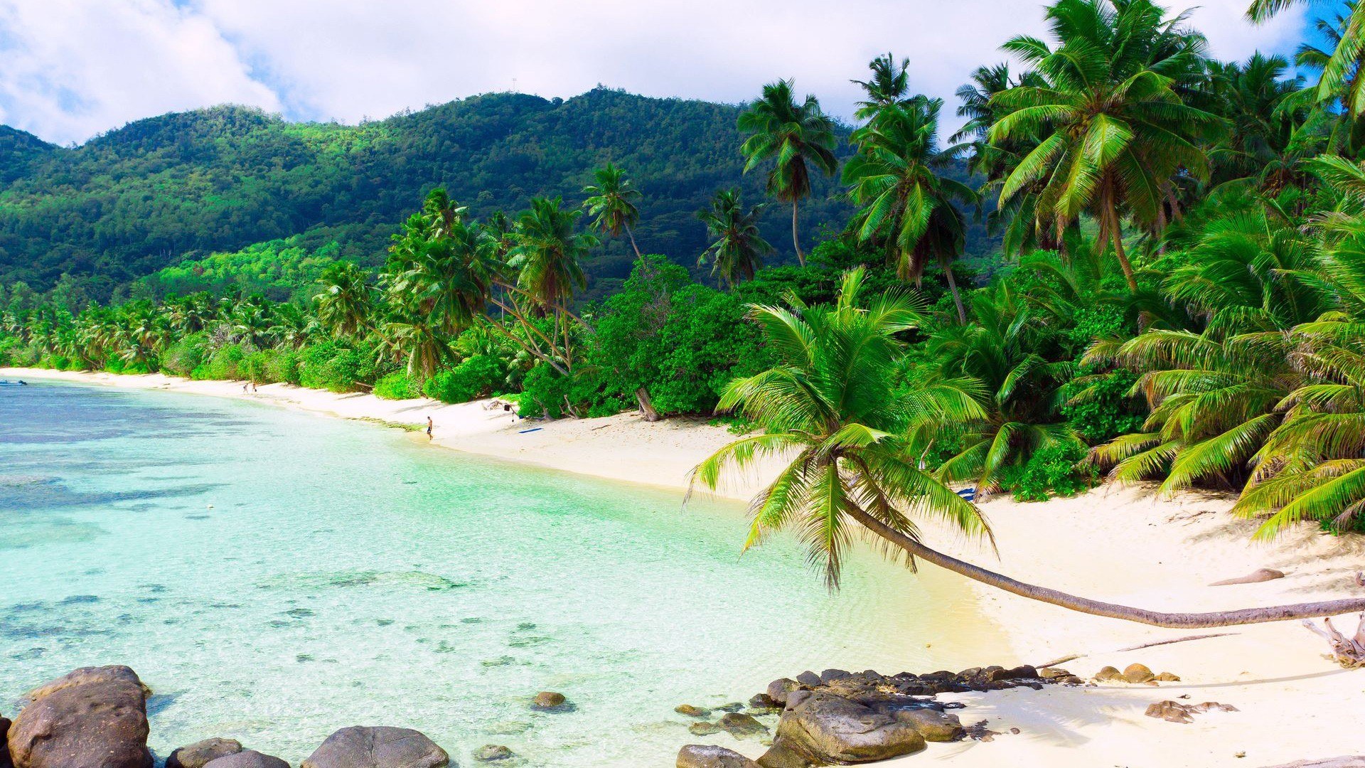 tropical beach with palm trees