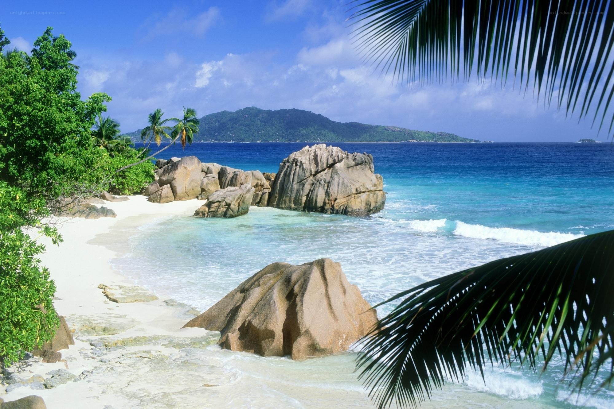 tropical beach with palm trees