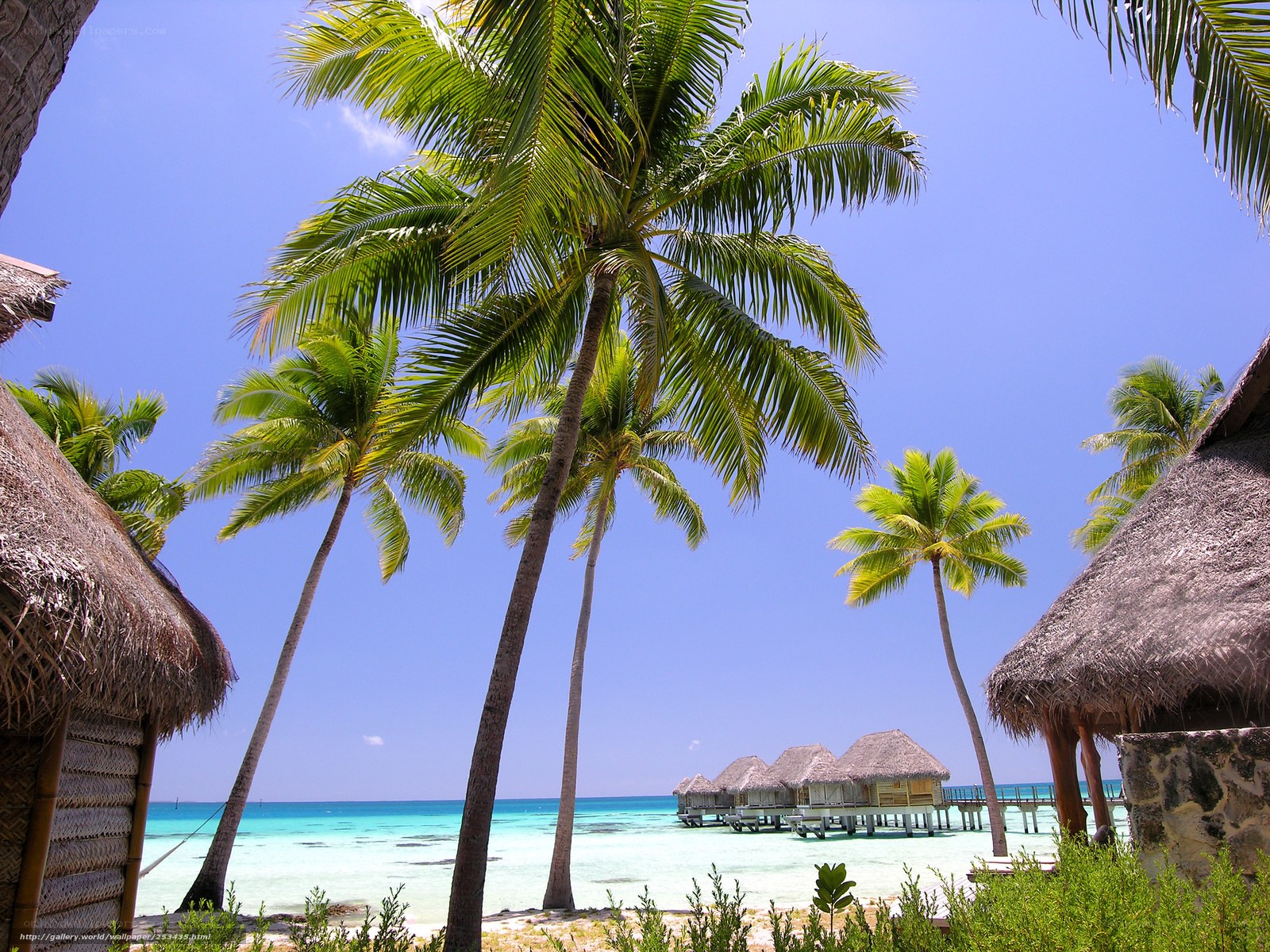 Tropical beach with palm trees