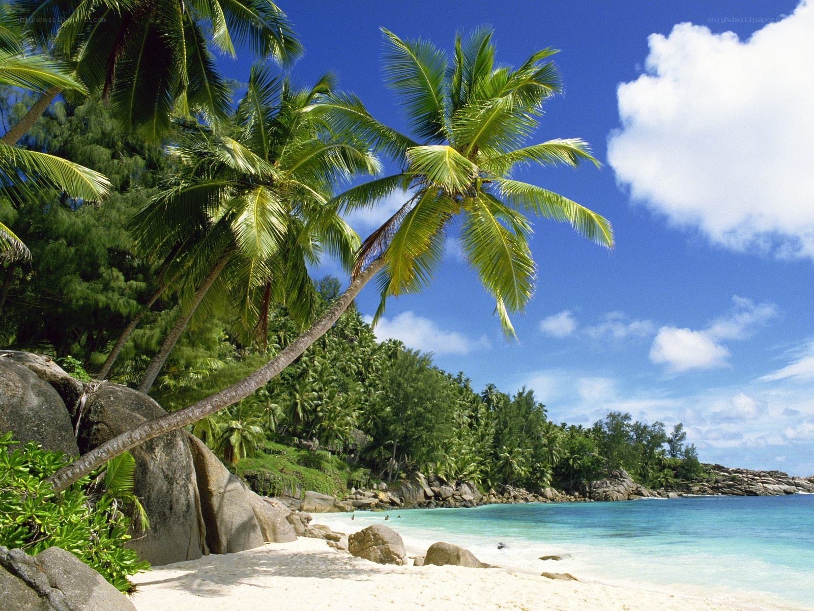 Tropical beach with palm trees