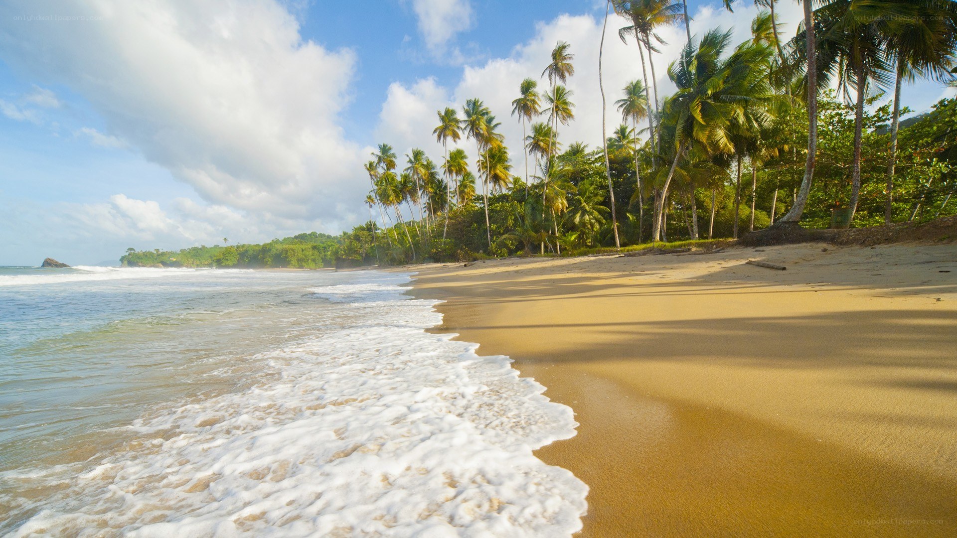 tropical beach with palm trees