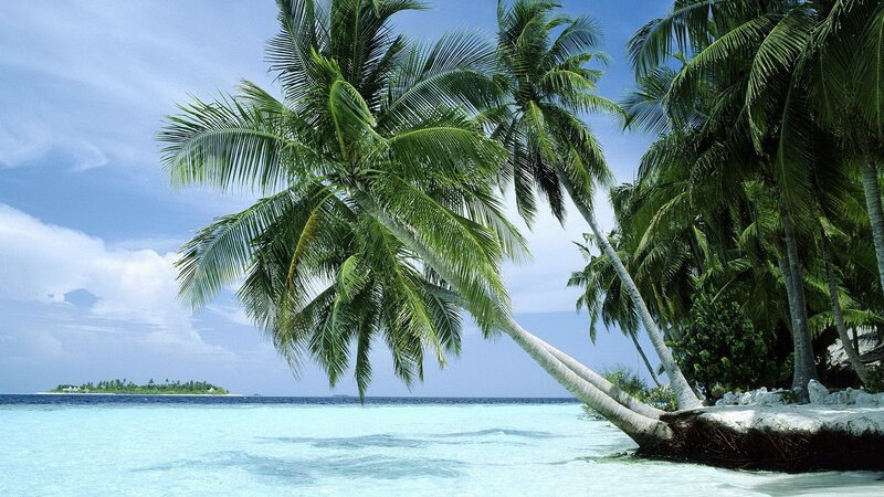 tropical beach with palm trees