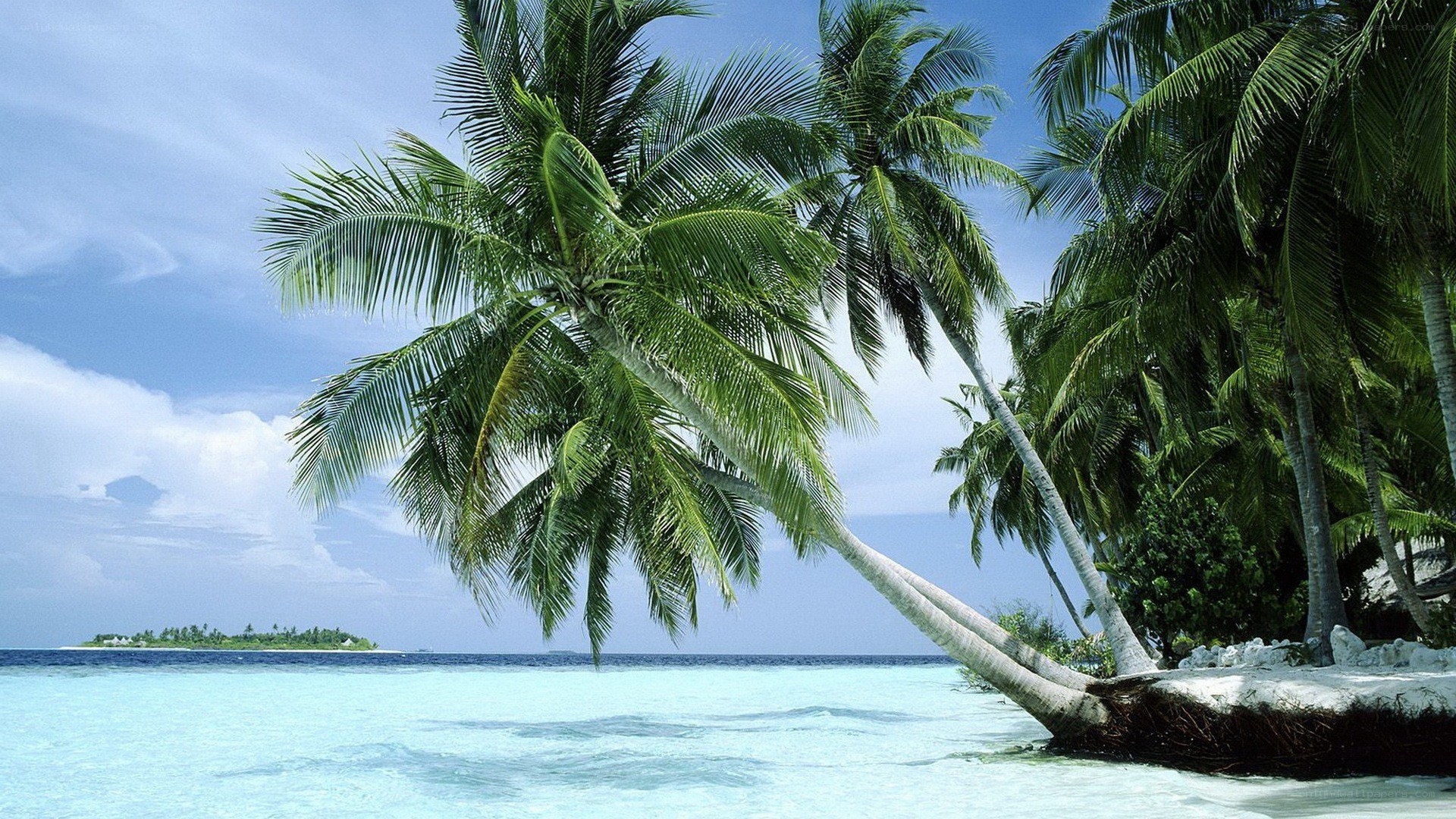 tropical beach with palm trees