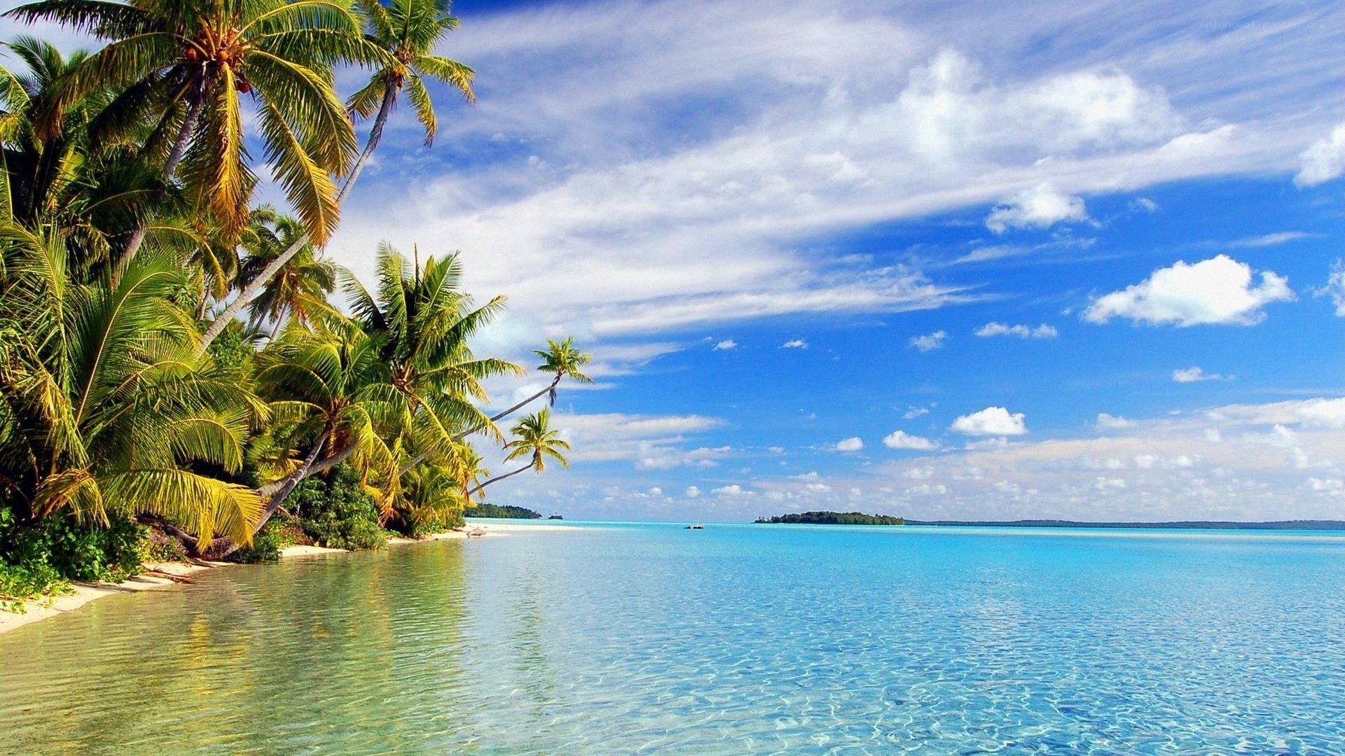 tropical beach with palm trees