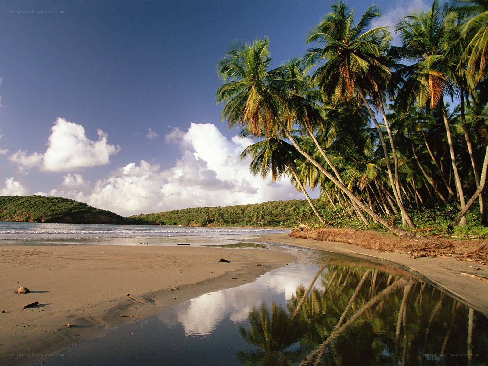 tropical beach with palm trees
